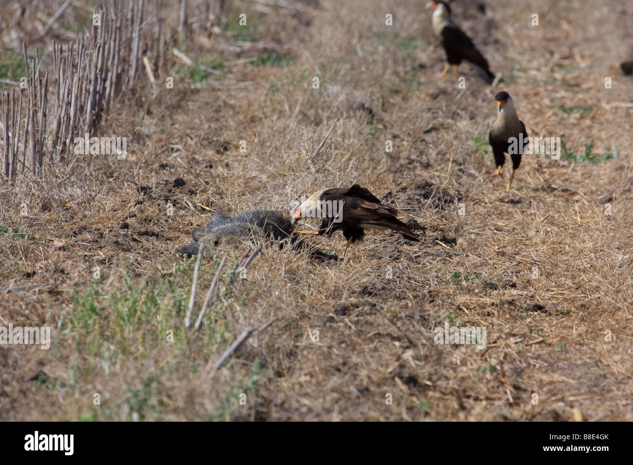 Le nord de l'alimentation de l'Caracara huppé. Banque D'Images