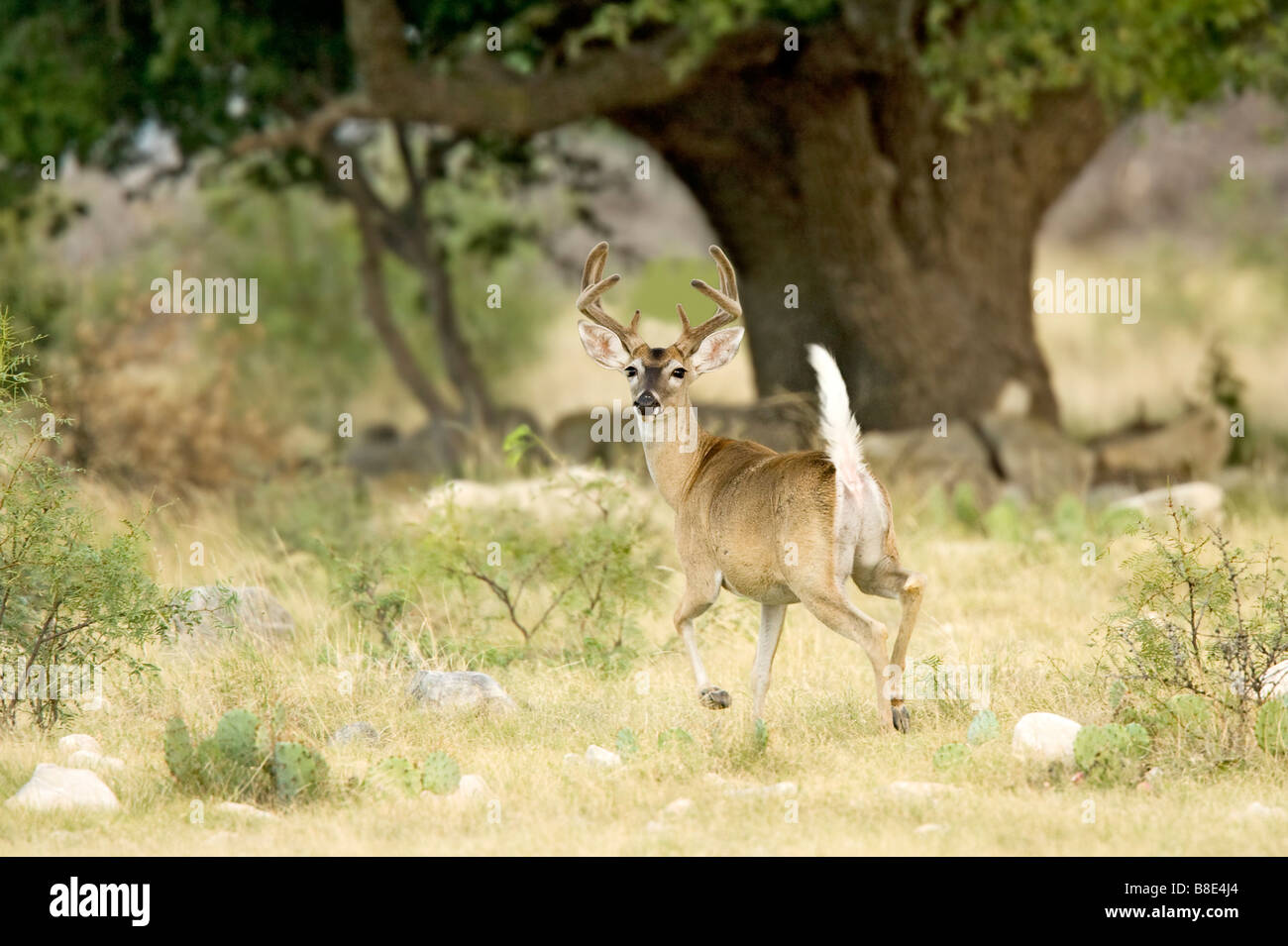 Le cerf de Virginie Odocoileus virginianus Ozona Texas United States 12 août Les mâles adultes mâles en velours de cervidés Banque D'Images