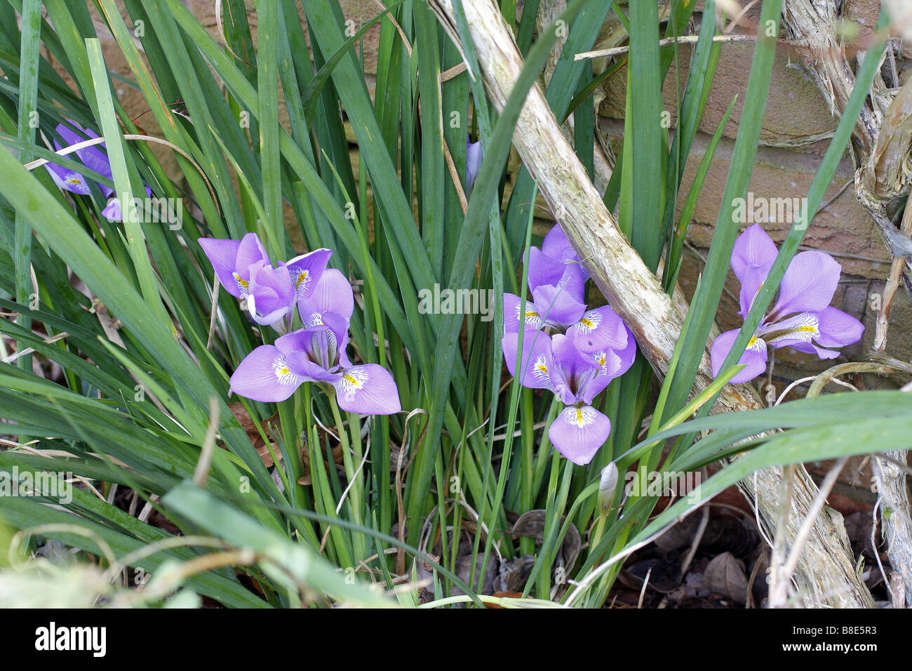 IRIS UNGUICULARIS MARIE BARNARD À LA BASE DU MUR OUEST À LA FLORAISON EN FÉVRIER Banque D'Images