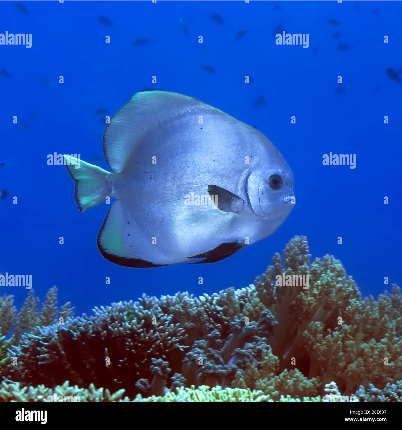 Poisson Tropical platax sous l'île de Bornéo Banque D'Images