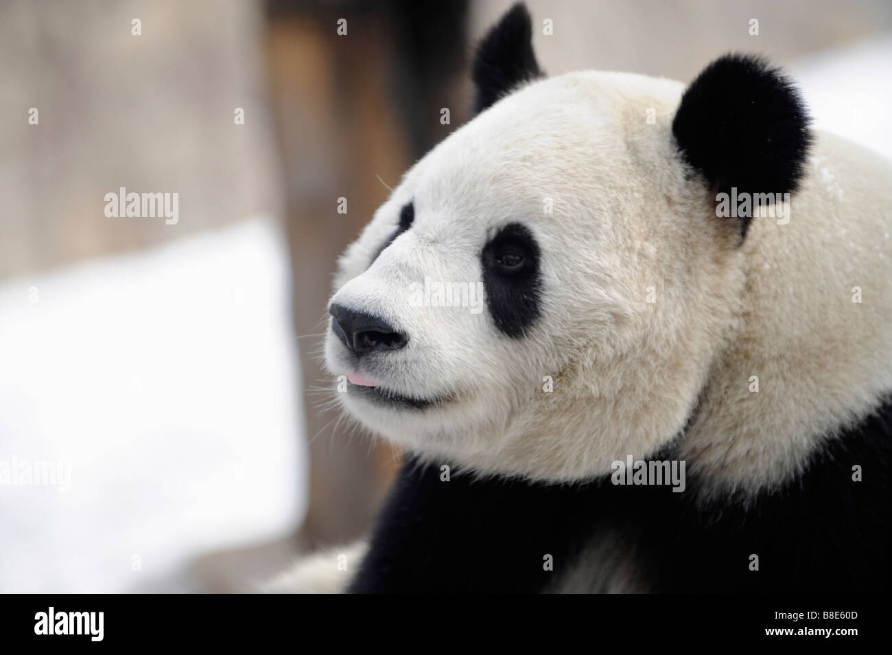 Un panda géant au Zoo de Pékin. 19-Feb-2009 Banque D'Images