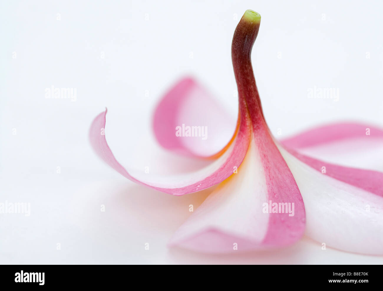Frangipani rose (Plumeria rubra) flower, close-up macro image. , Pongola La Province du Kwazulu Natal, Afrique du Sud Banque D'Images