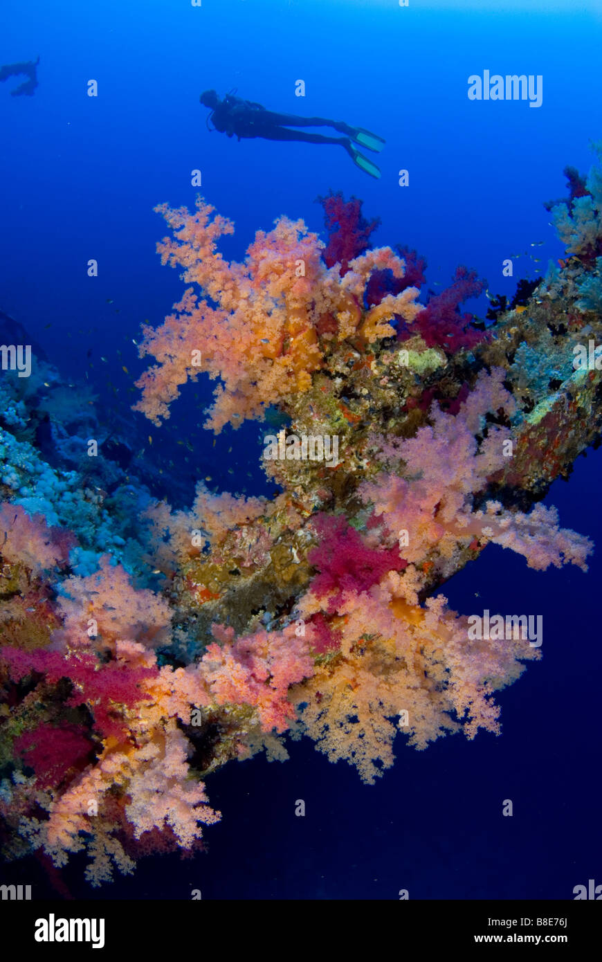Scuba Diver et la croissance du corail sur l'épave du Numidia, Brother Islands, Mer Rouge. Banque D'Images