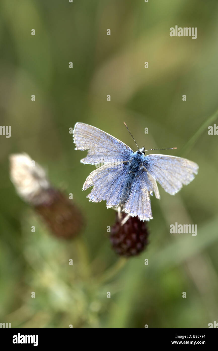 Les ailes d'une battue Tatty papillon bleu commun Polyommatus icarus avec ailes marqués Pulfin Tourbière nature reserve East Yorkshire UK Banque D'Images