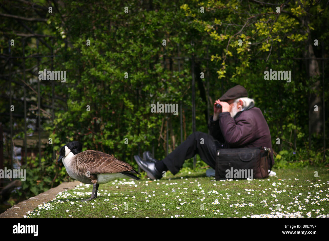 L'observation des oiseaux dans le Regent's Park, Londres. Banque D'Images