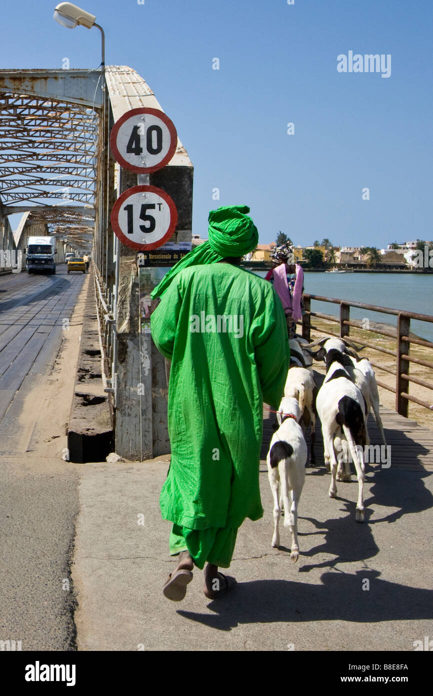 Des troupeaux de chèvres sur le pont Faidherbe à Saint Louis au Sénégal Afrique du Sud Banque D'Images