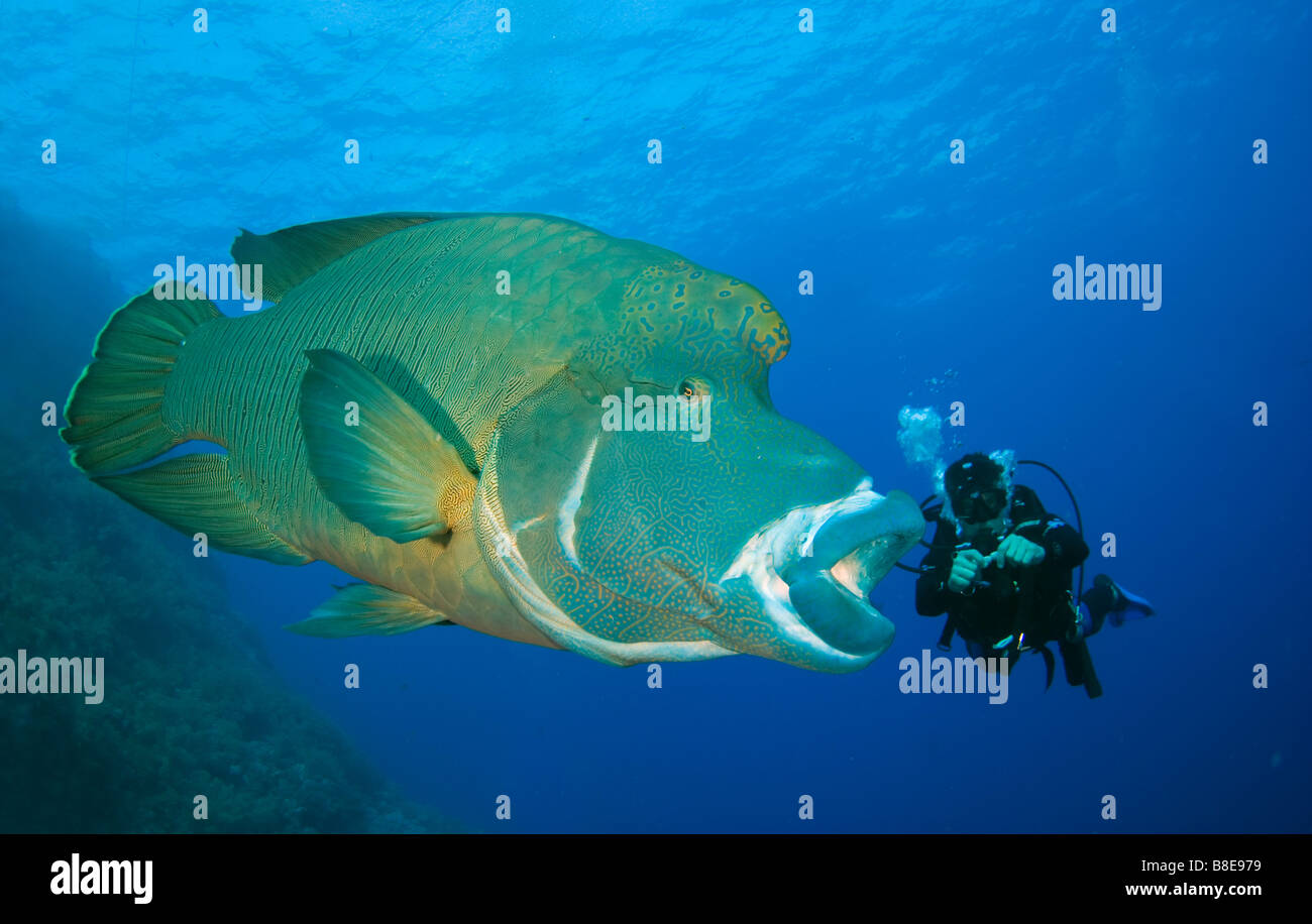 Napoléon ou Napoléon et de plongée sous marine dans des îles de corail de frère en Mer Rouge. Banque D'Images