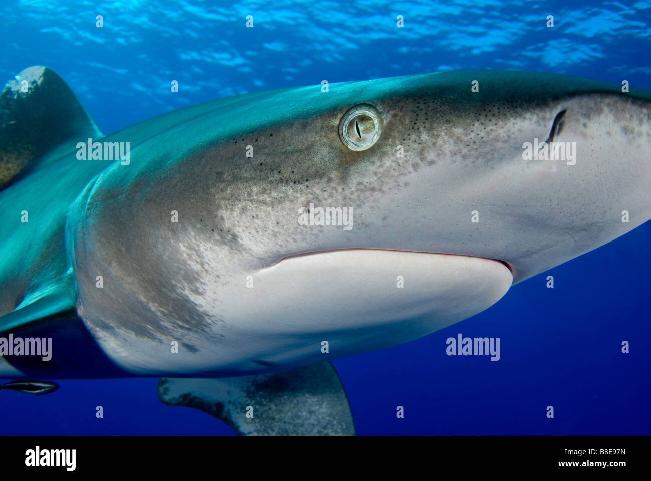 Requin à pointe blanche océanique Banque D'Images