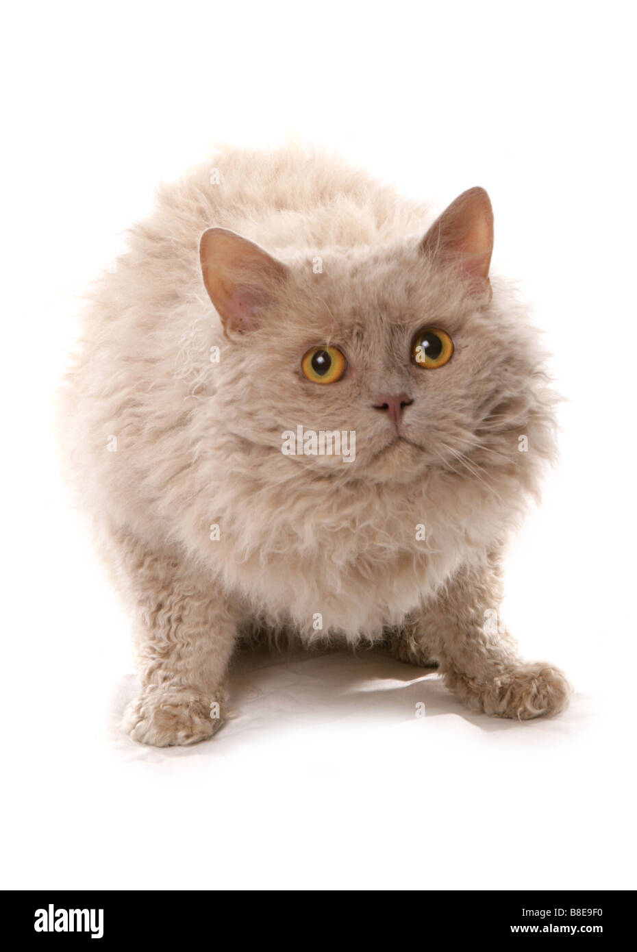 Fawn selkirk rex poil long cat Sitting Studio Banque D'Images