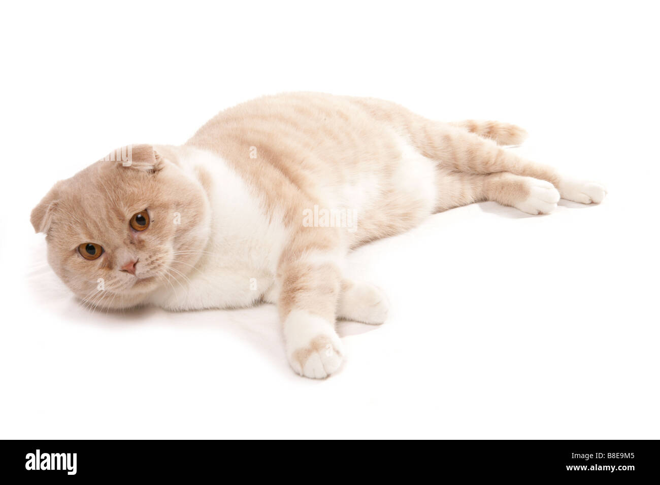 Crème et blanc chat Scottish Fold Studio de pose Banque D'Images