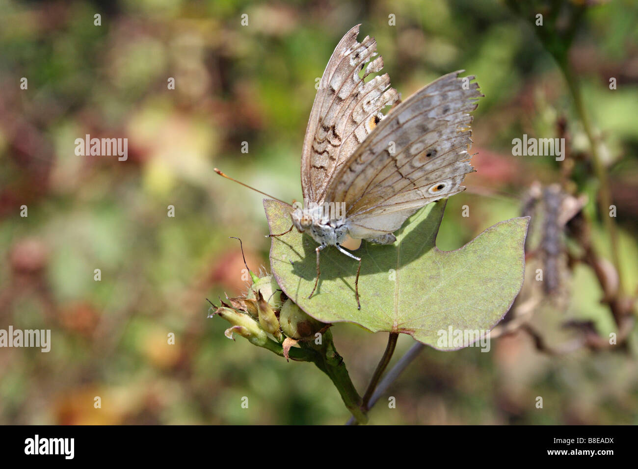 Pansy gris Papillon, Junonia atlites, Aarey Milk Colony, Mumbai. Banque D'Images