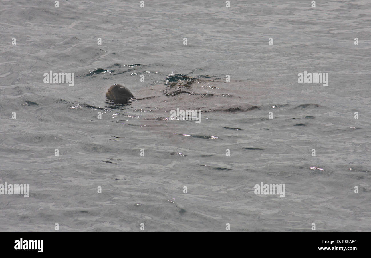 Pacifique Galapagos Tortue verte, Chelonia mydas agassisi, nager dans la mer autour de l'île Isabela, îles Galapagos, Equateur Banque D'Images