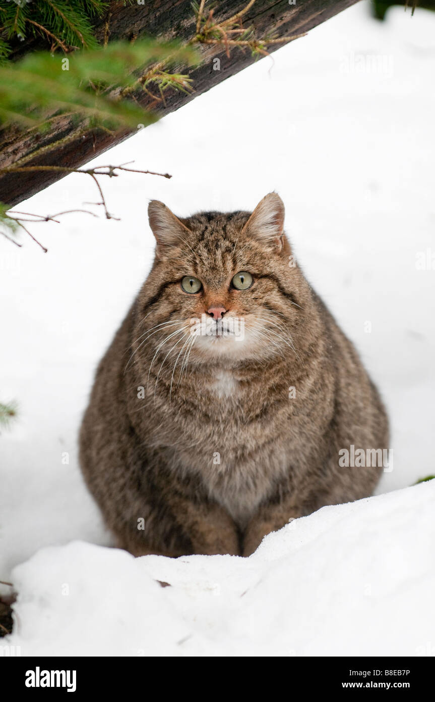 Europäische Wildkatze (Felis silvestris) - Chat Sauvage Européen Banque D'Images