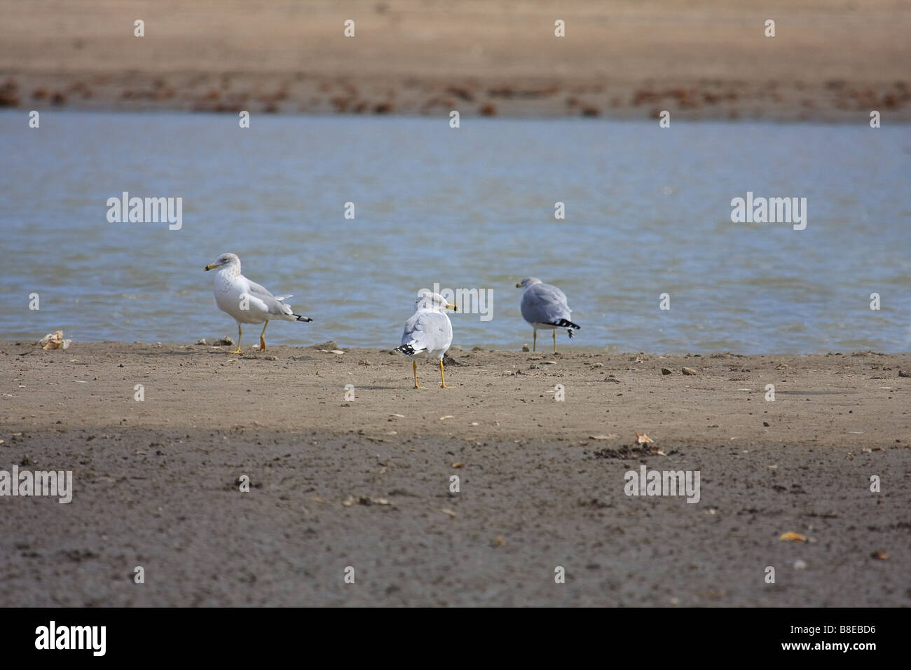 Trois mouettes sur la plage. Banque D'Images