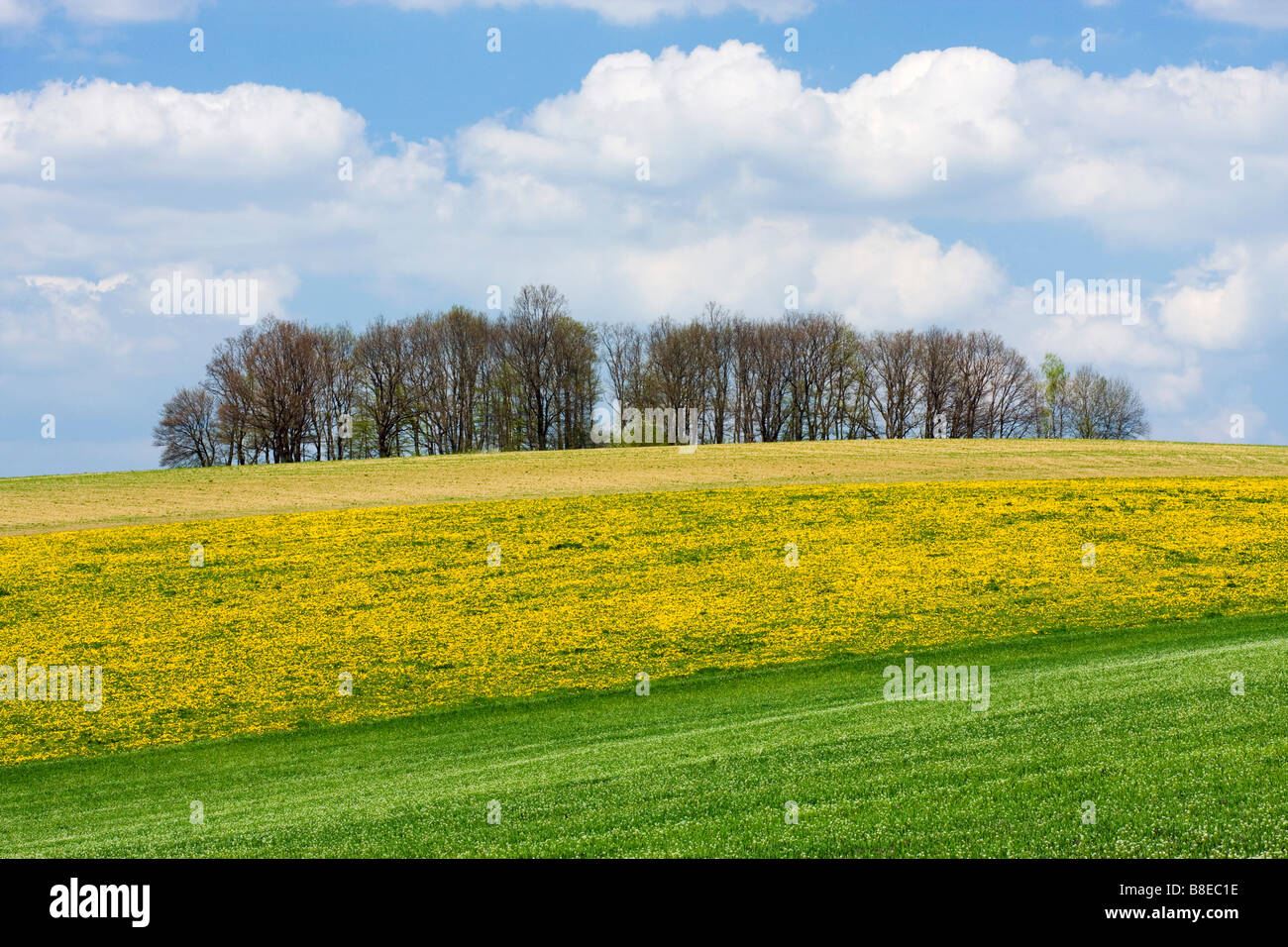 Paysage de printemps près de Pitin Bile Karpaty Carpates Blanches région Moravia République Tchèque Europe Banque D'Images