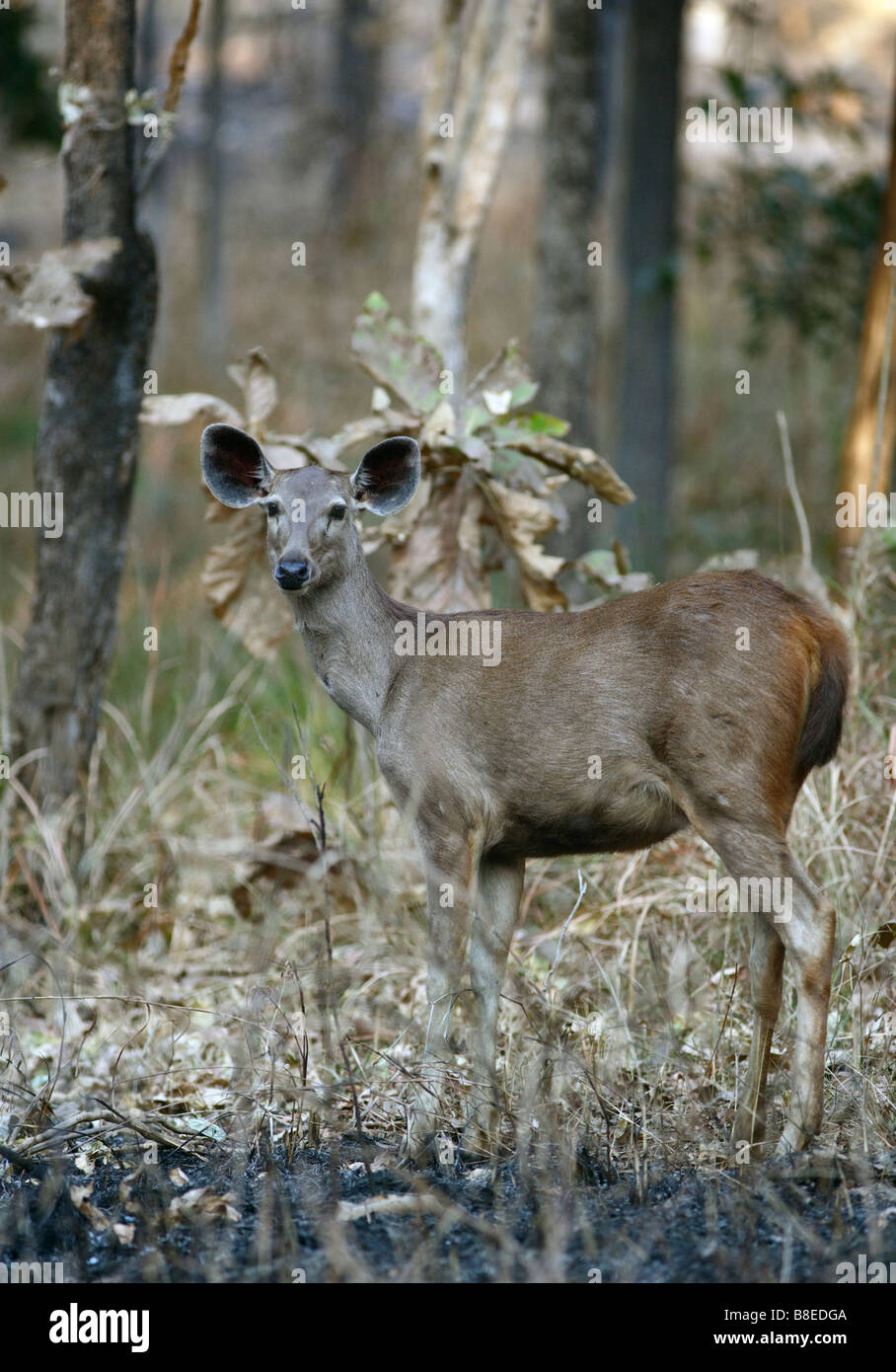 Cerfs sambar ( Cervus unicolor ) Banque D'Images