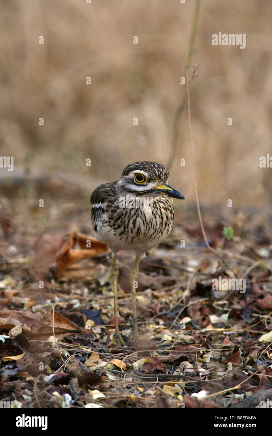 Oedicnème Bistrié Burhinus bistriatus ( Genou ) dans la forêt de Pench Tiger Reserve, Madhya Pradesh, Inde. Banque D'Images