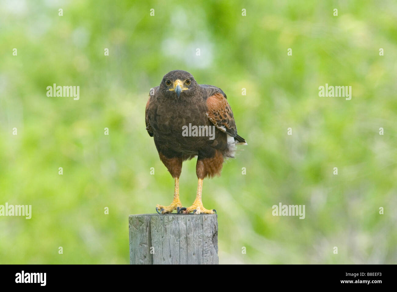 Harris Parabuteo unicinctus Hawk Boca Chica Texas United States 5 avril des profils sur piquet Accipitridae Banque D'Images