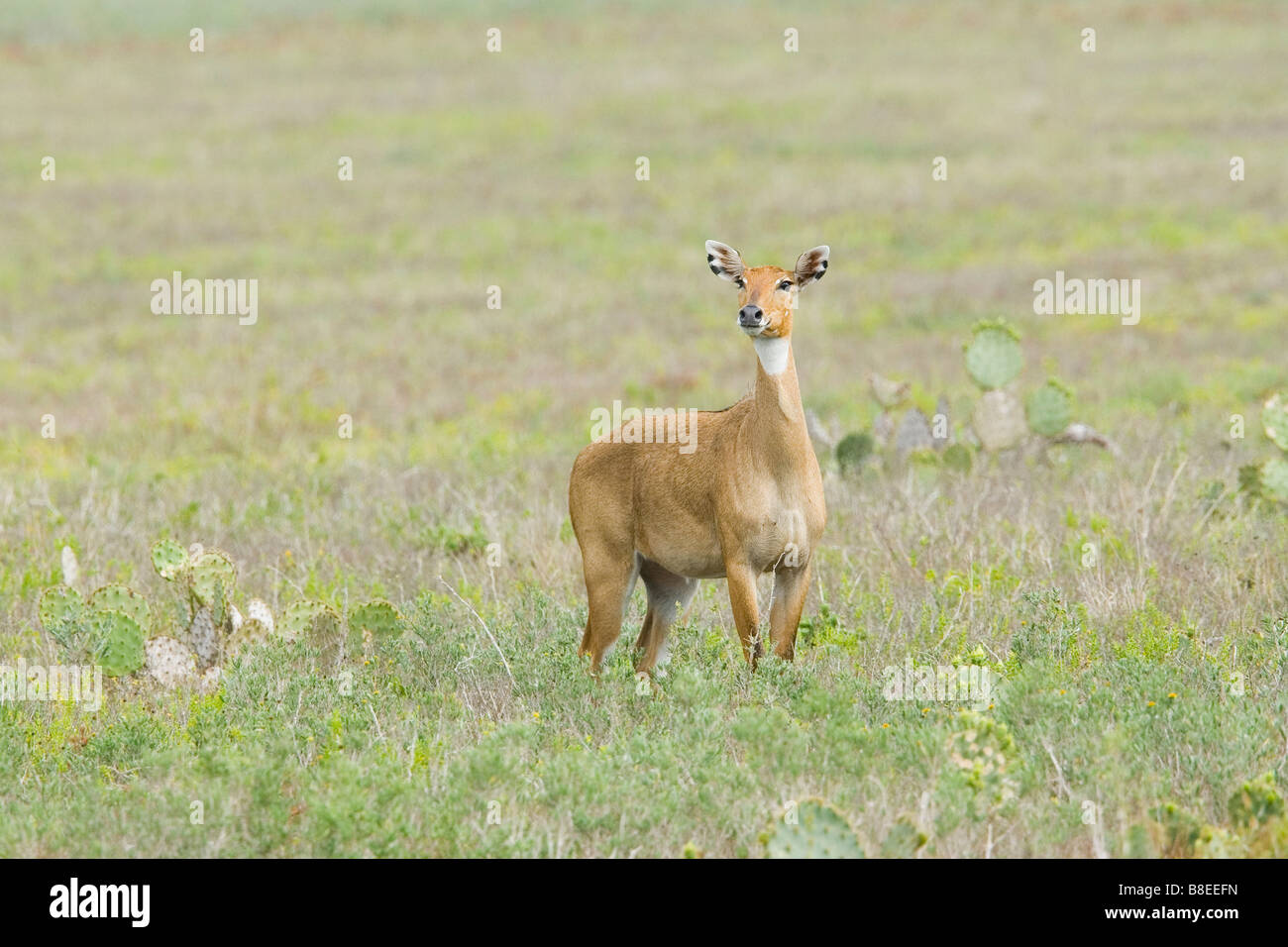 Antilope Banque D'Images
