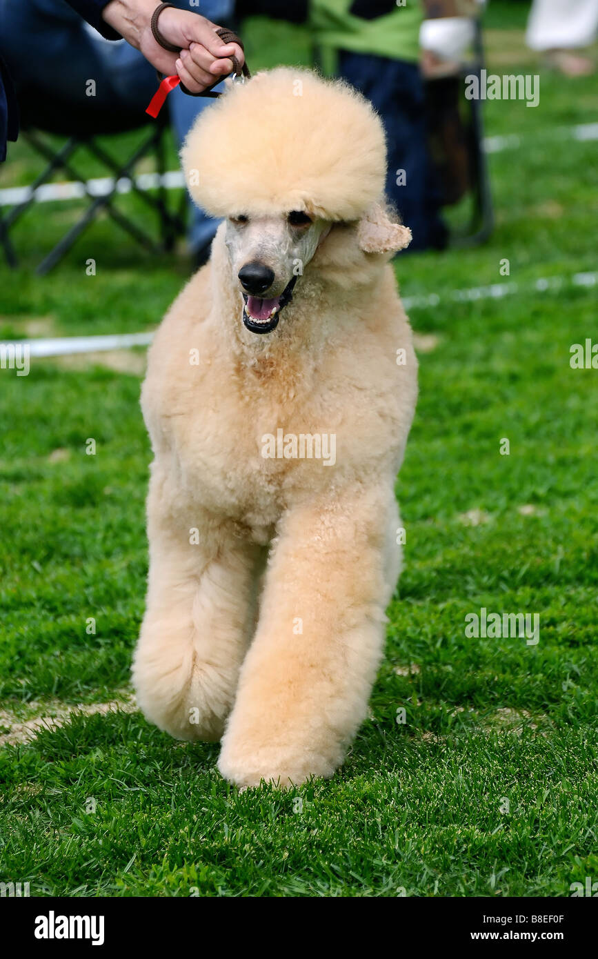 Chien caniche bien coupé lors d'une exposition canine Photo Stock - Alamy