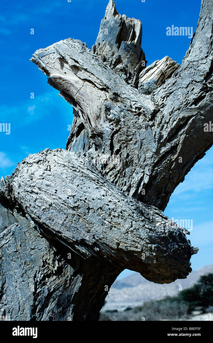 Arbre Hugger Banque D'Images