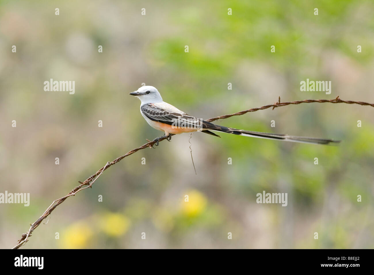 Scissor-tailed Flycatcher Banque D'Images