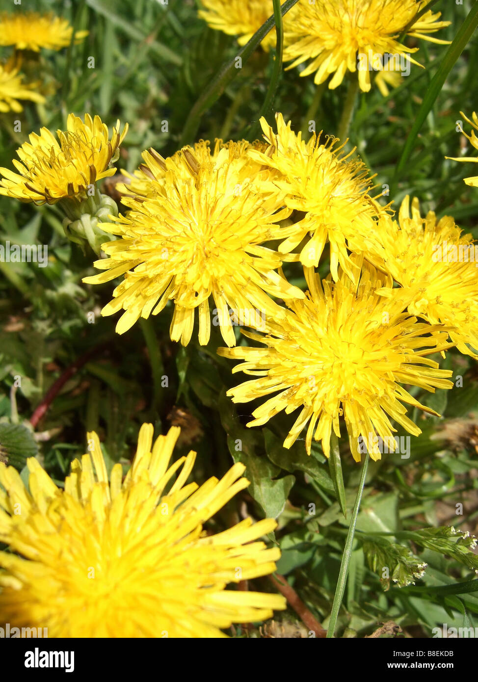 Close up of yellow fleurs de pissenlit Banque D'Images
