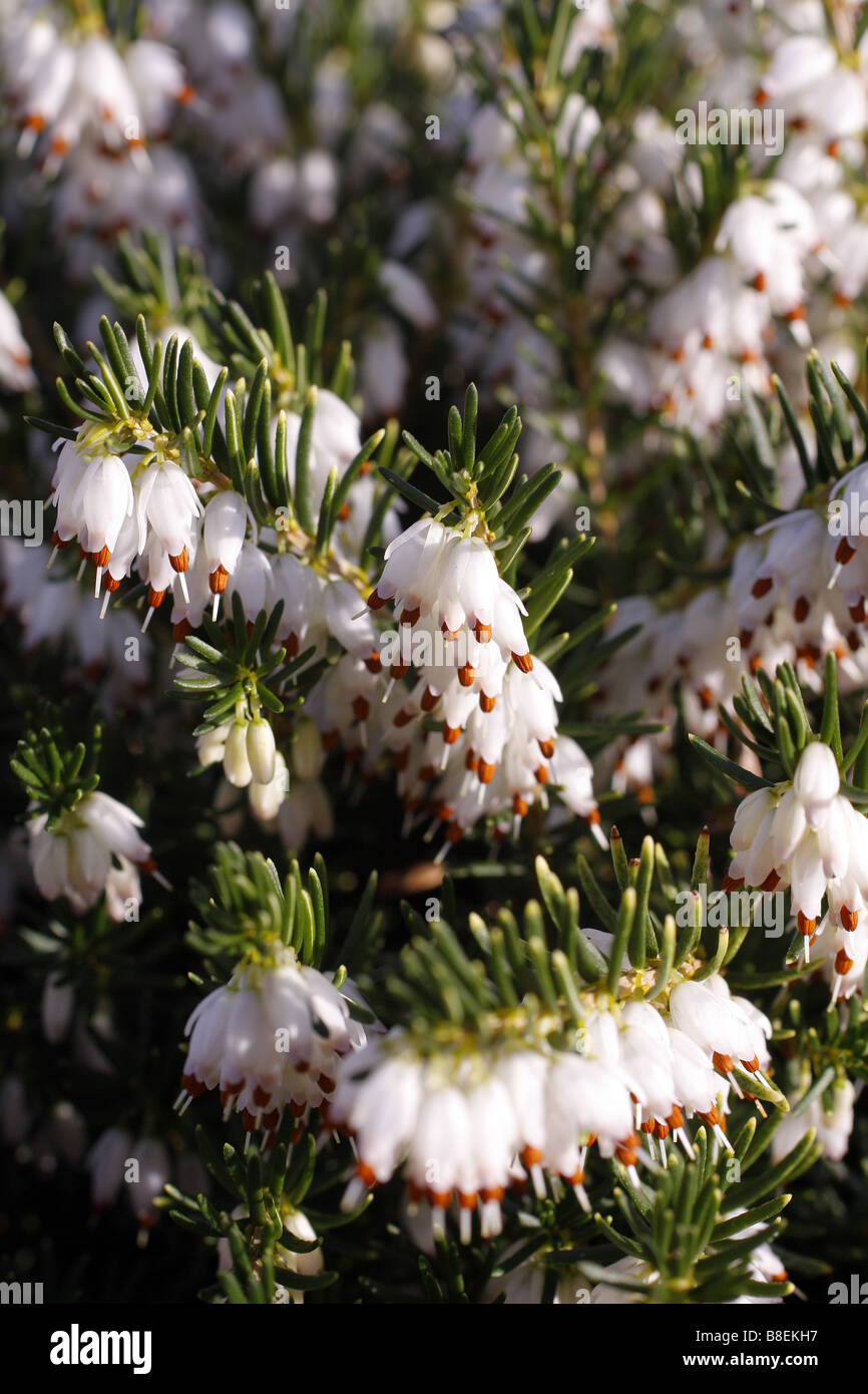 ERICA CARNEA SNOWCAP Banque D'Images