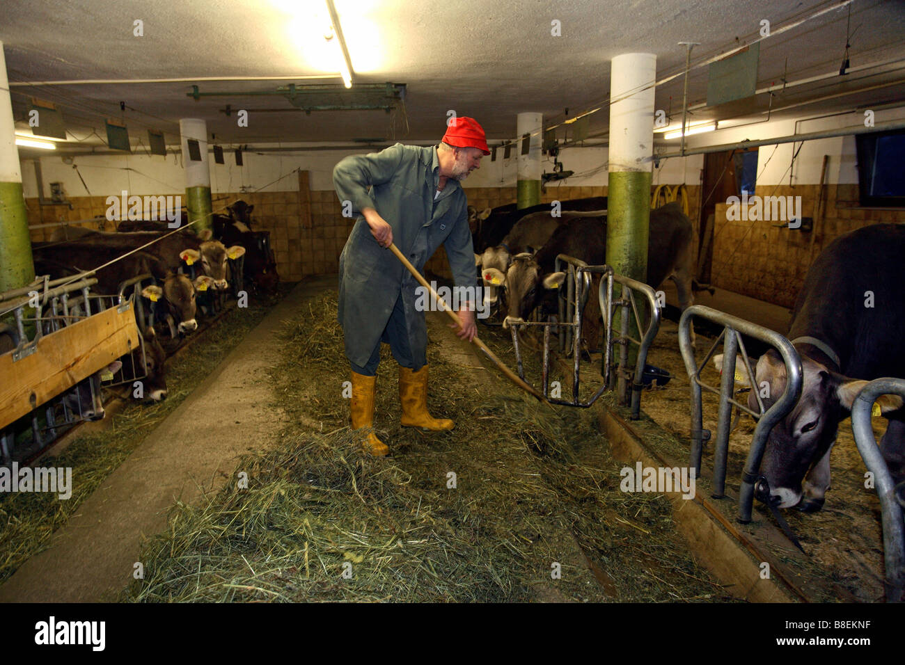 Agriculteur dans une étable, Wenns, Autriche Banque D'Images