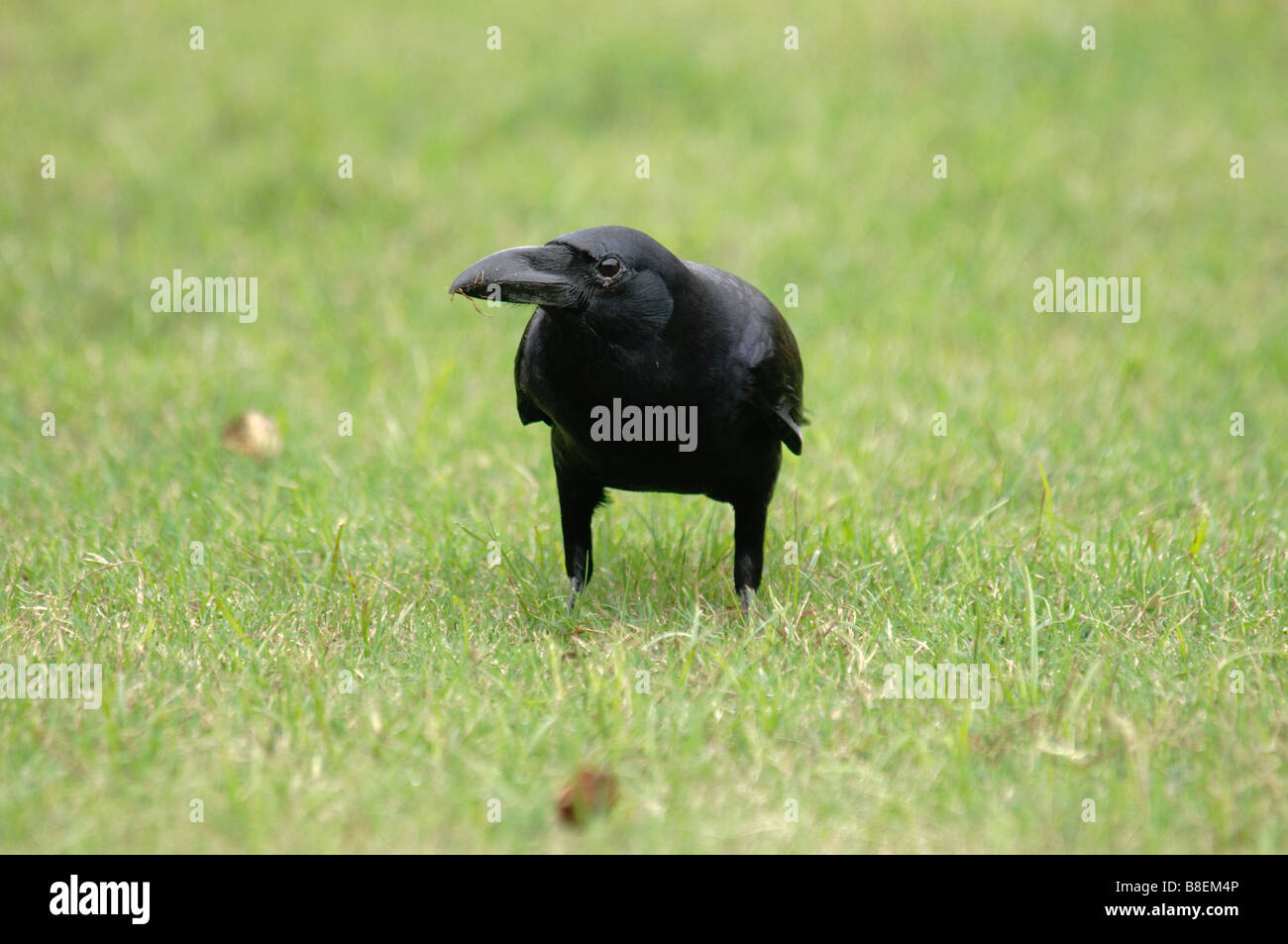 Corbeau à gros bec (Corvus macrorhynchos se nourrissant sur une pelouse Fatehpur Sikri Inde Banque D'Images