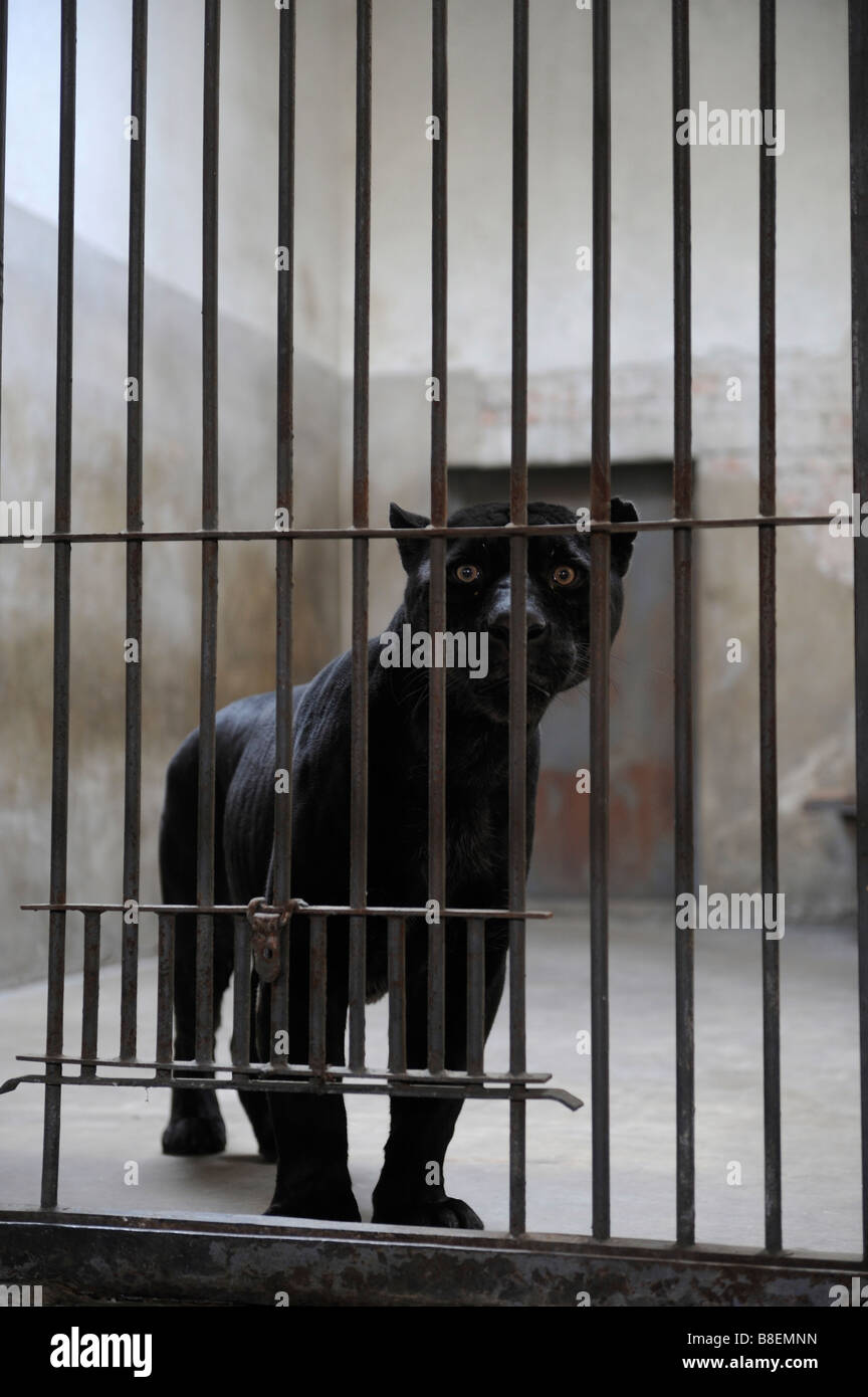 Black Panther en cage au Zoo de Pékin. Banque D'Images