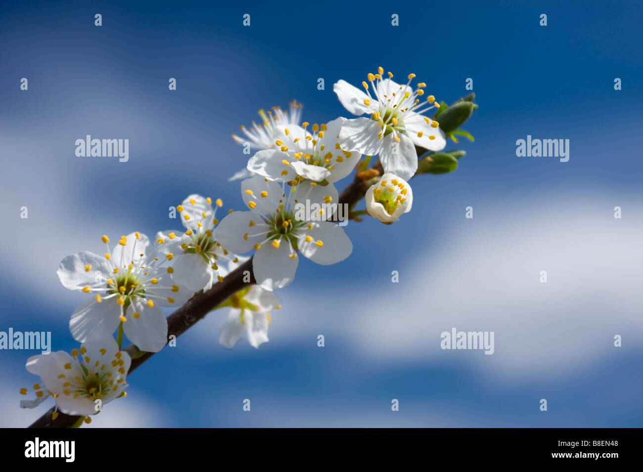 Arbre en fleurs Banque D'Images