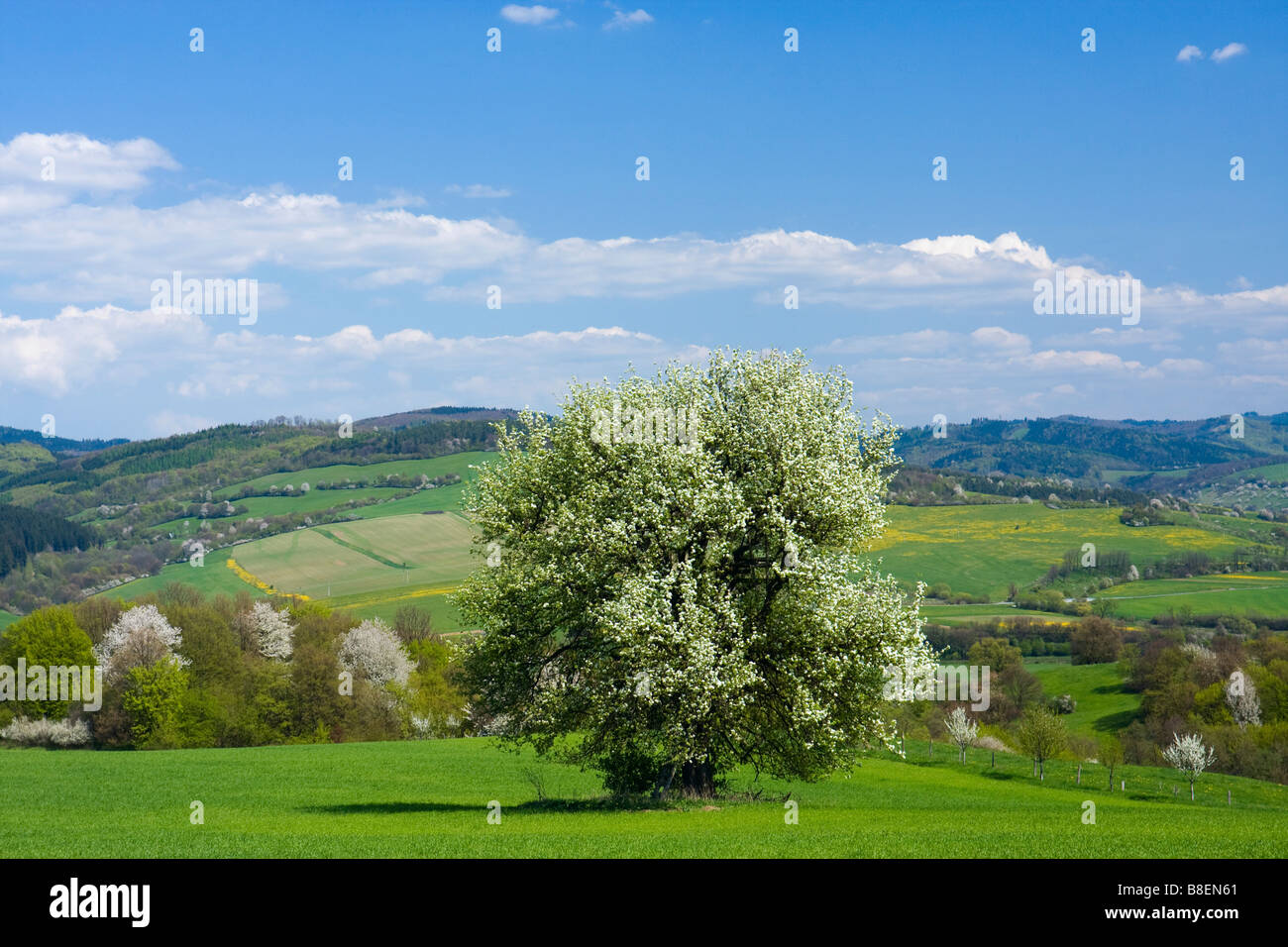 Paysage de printemps avec les arbres en fleurs Banque D'Images