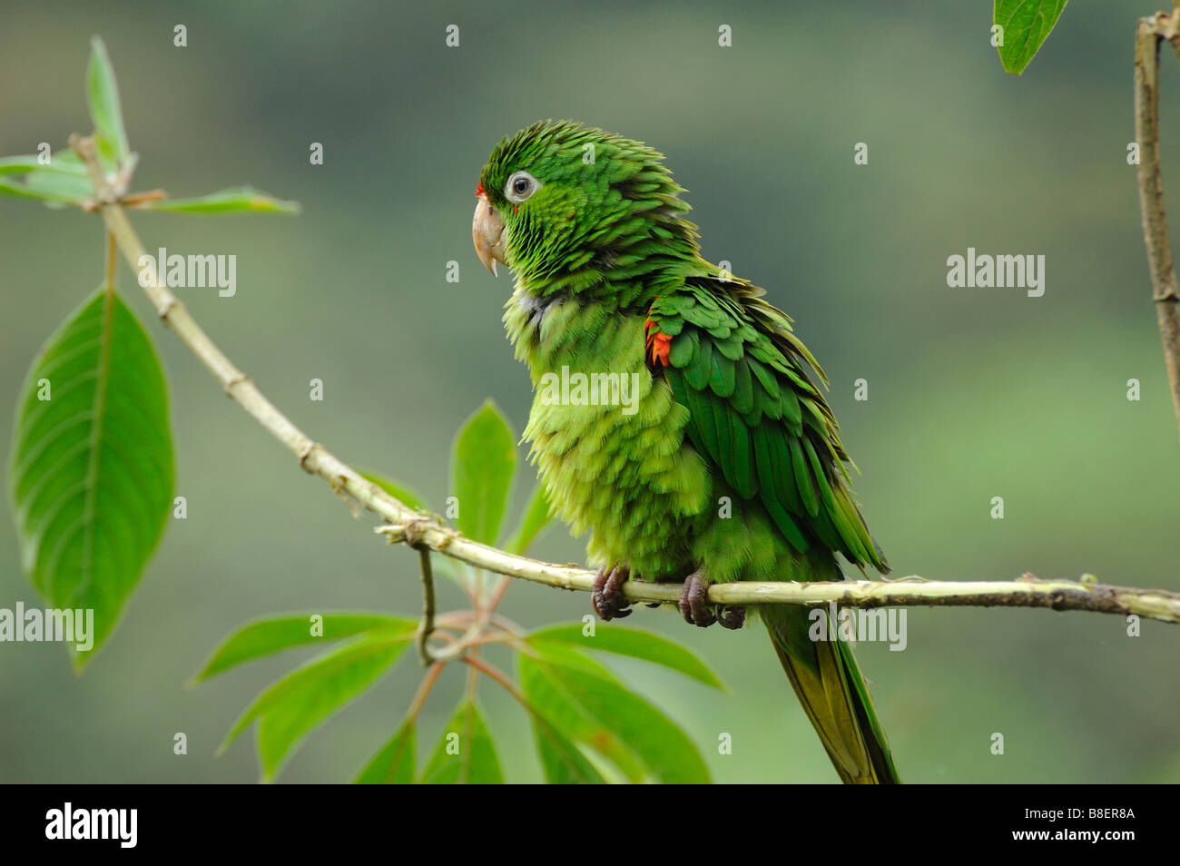 Red-lored Parrot Banque D'Images