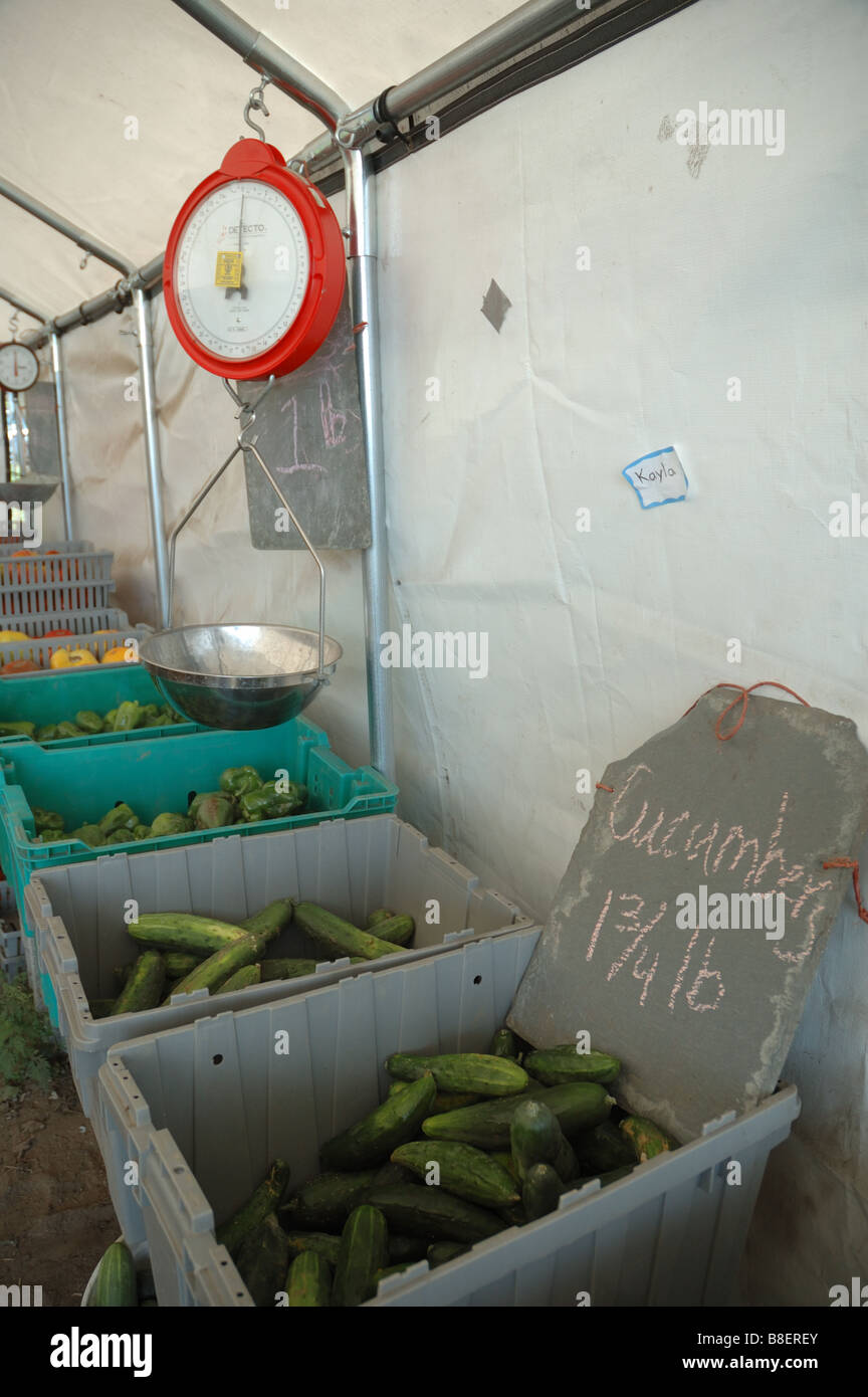 Bacs de légumes avec une échelle sous une tente en plastique blanc à un marché de producteurs Banque D'Images