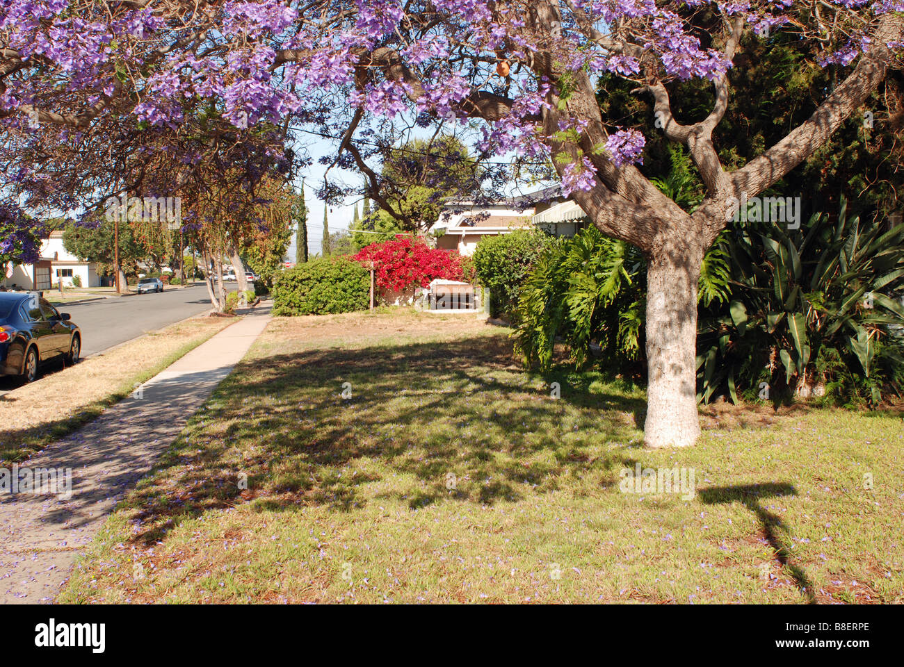 La Californie ensoleillée rue de banlieue avec arbre en fleurs Banque D'Images