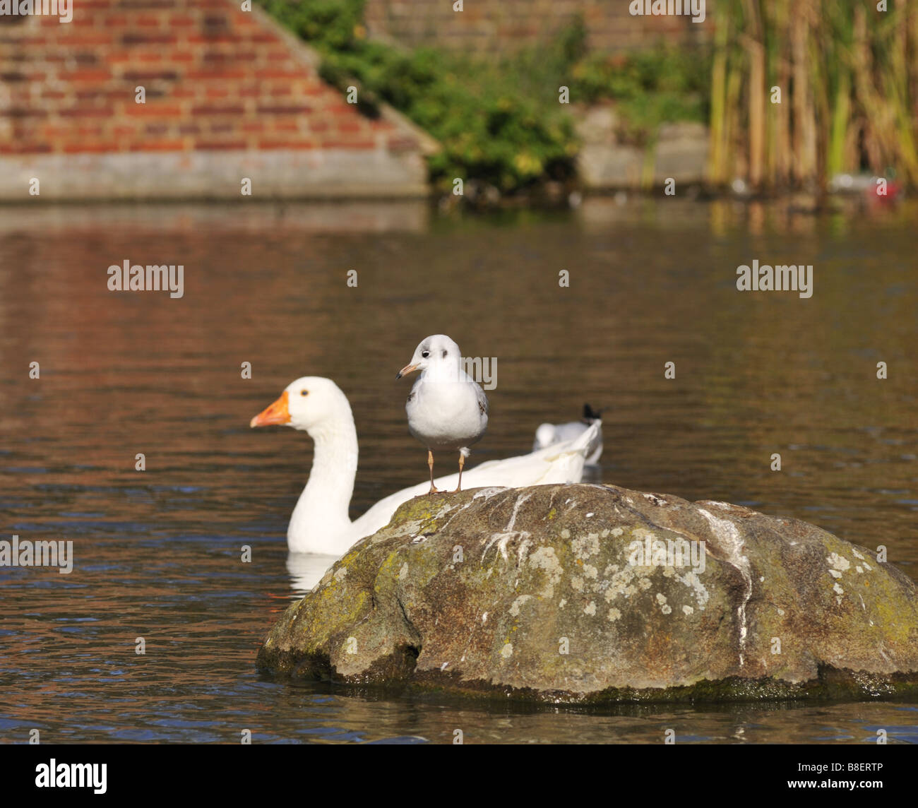 Jeune oiseau rigolo Banque D'Images