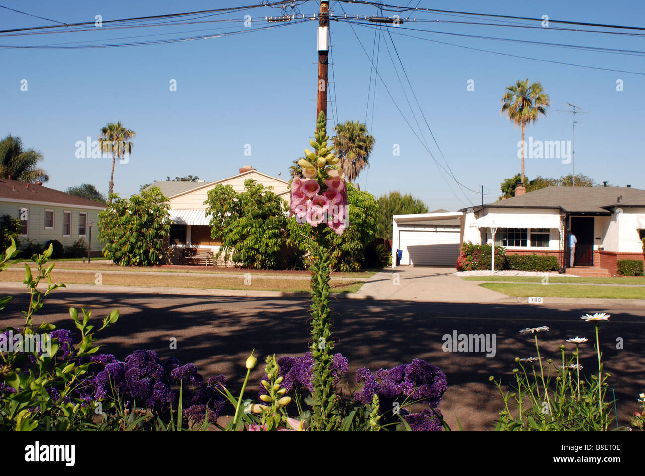 Fleurs de la digitale sur une paisible rue de banlieue ensoleillée Banque D'Images