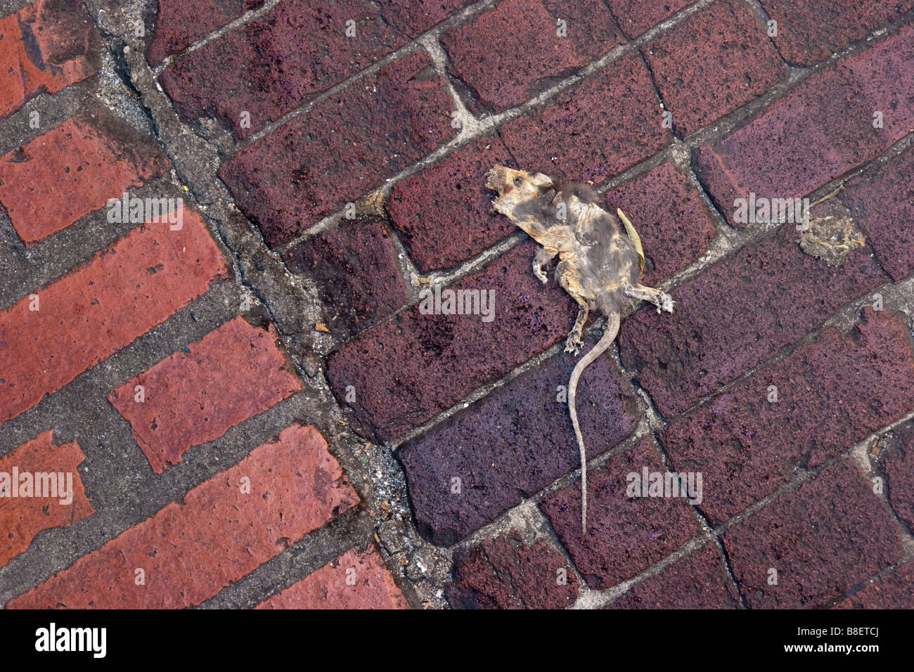 La souris morte sur le trottoir Banque D'Images