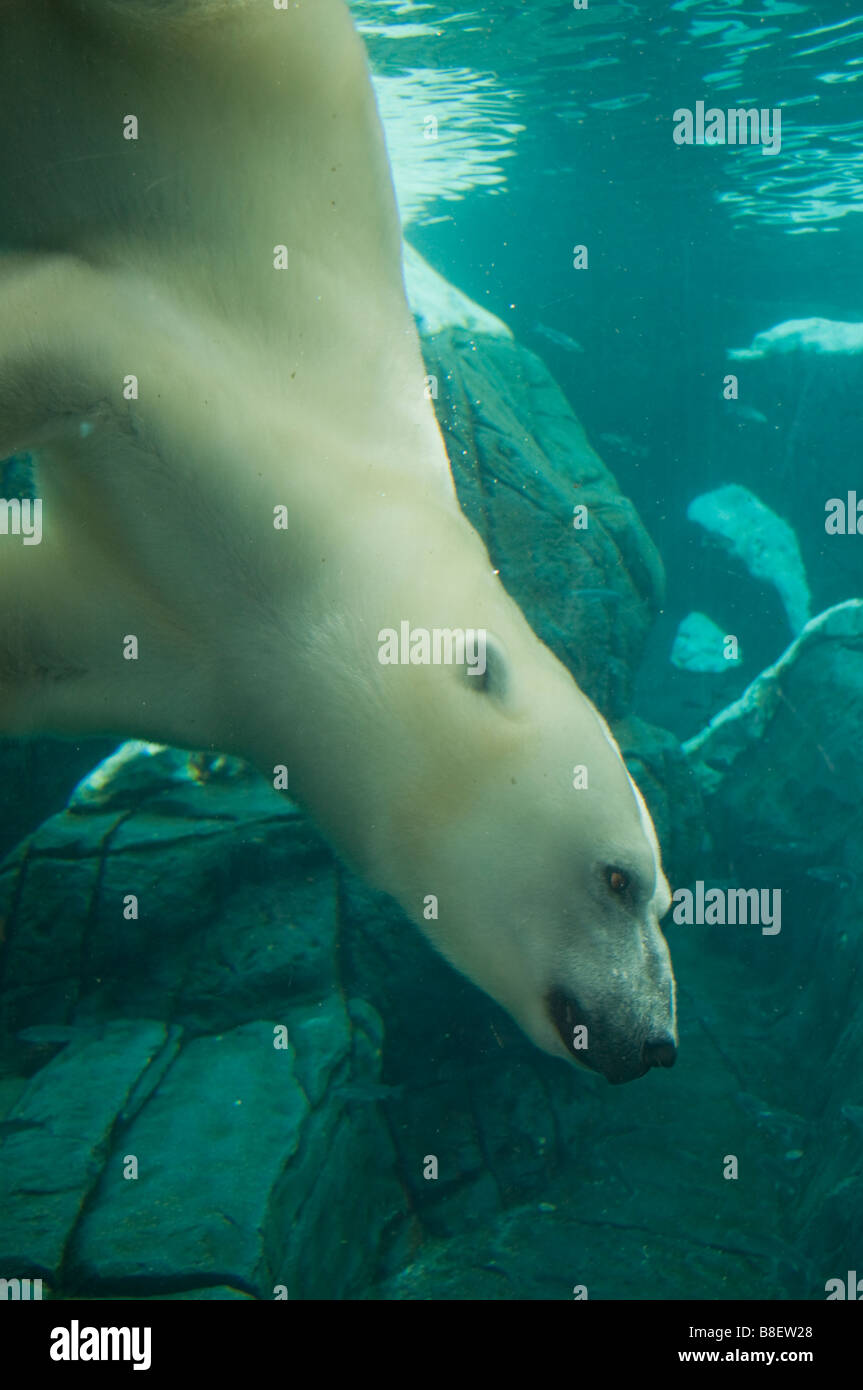 Plongée dans le réservoir de l'ours polaire, Sea World, San Diego,  Californie Photo Stock - Alamy