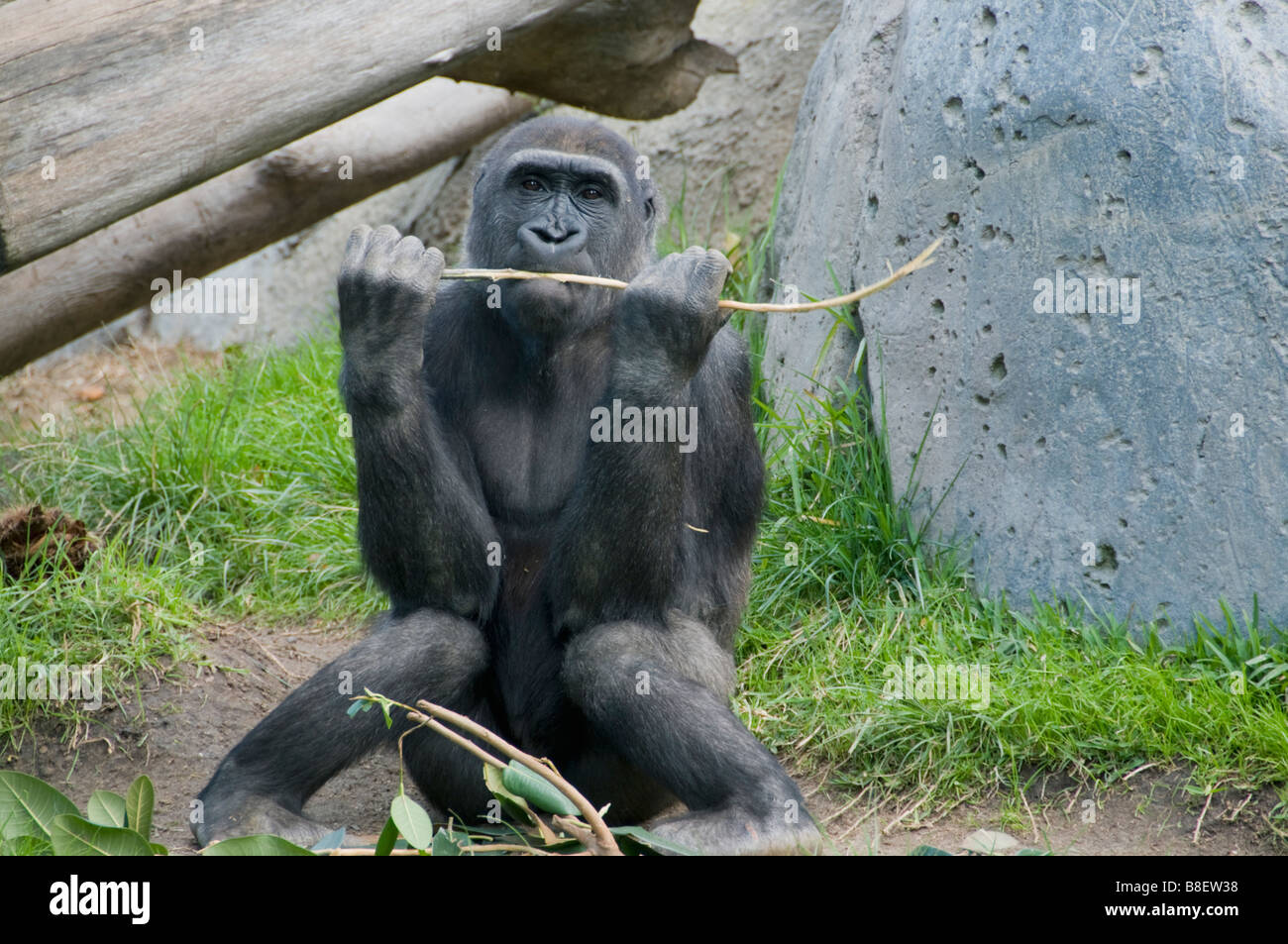 Gorilla, manger stick, le Zoo de San Diego, Californie Banque D'Images