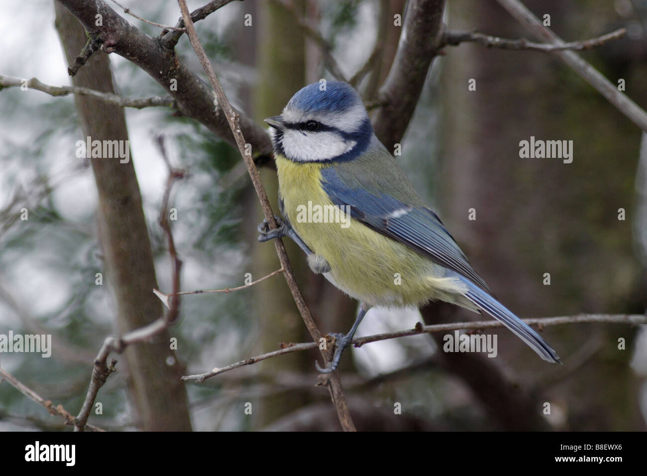 Mésange bleue (Cyanistes caeruleus) Banque D'Images