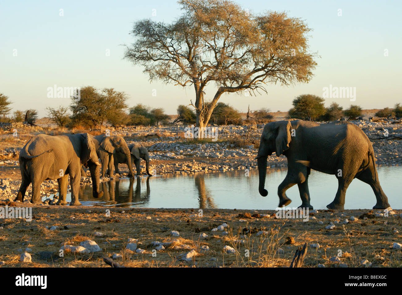 Des éléphants au point d'Okaukuejo, Etosha National Park, Namibie Banque D'Images
