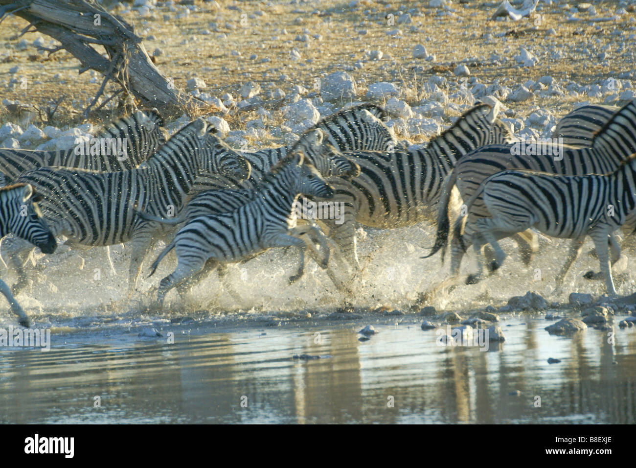 Les zèbres qui s'exécutant à partir de points d'eau, Etosha National Park, Namibie Banque D'Images