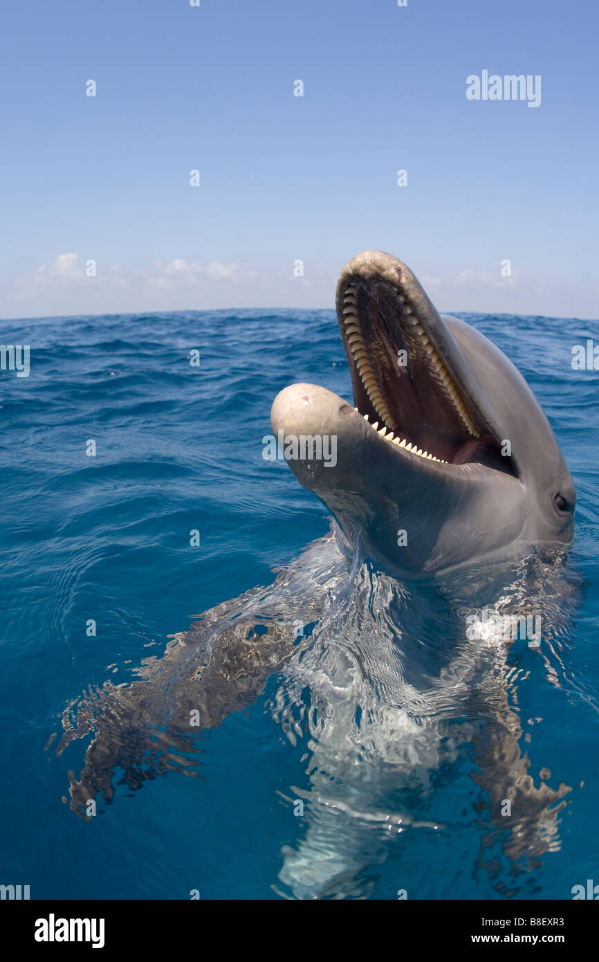 Portrait d'un dauphin la bouche ouverte Poster