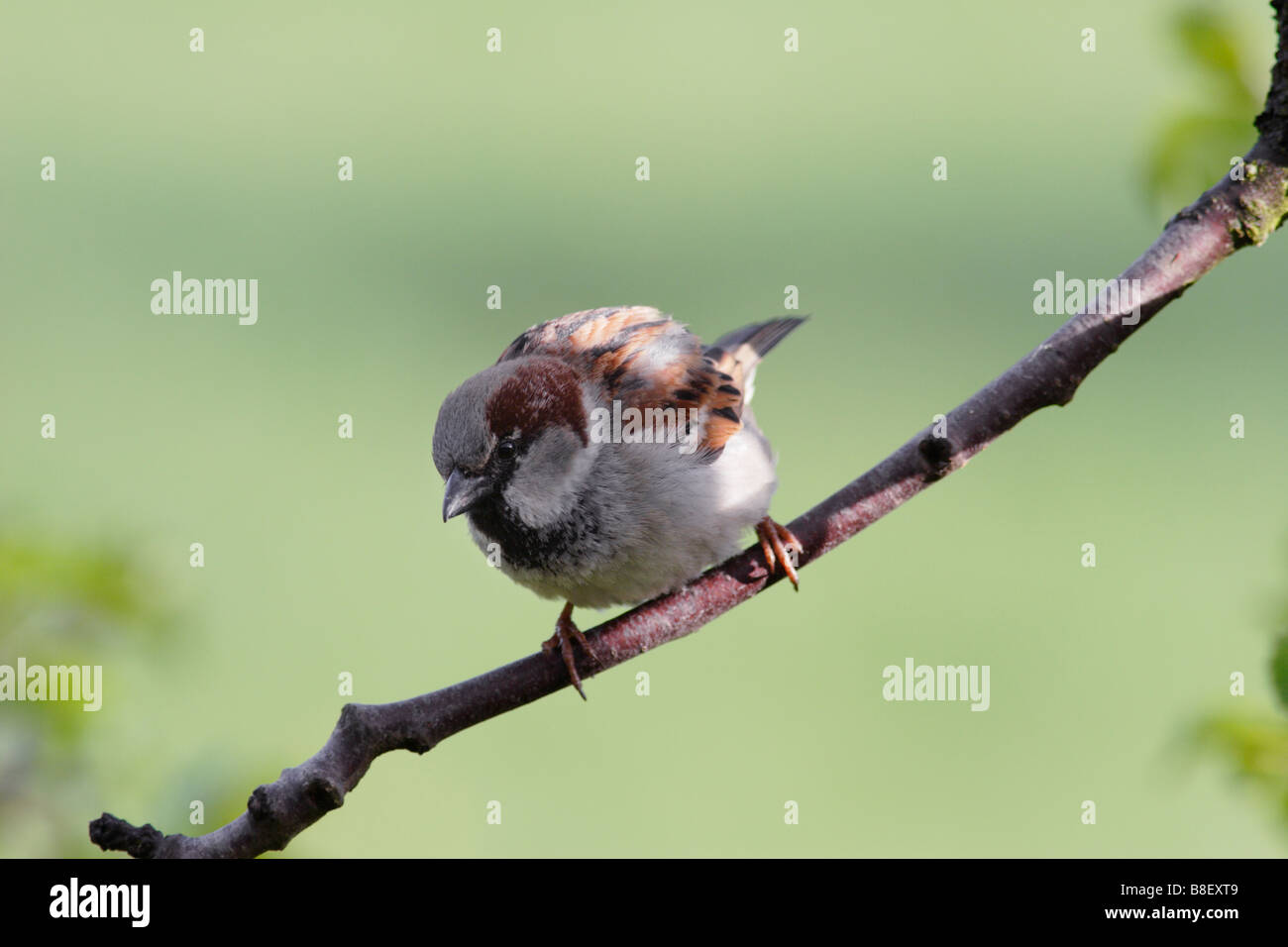 Homme moineau domestique (Passer domesticus) Banque D'Images