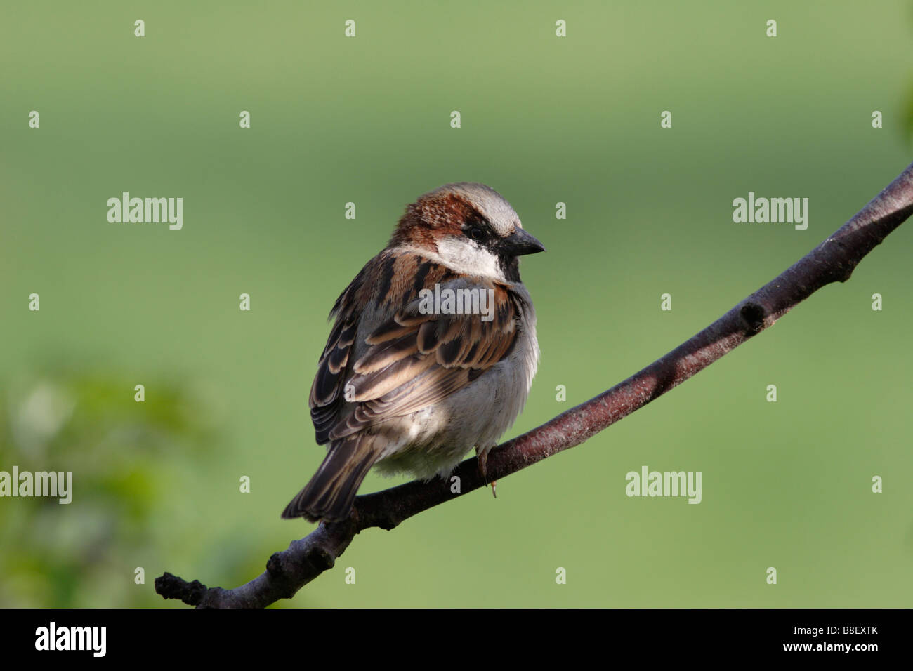 Homme moineau domestique (Passer domesticus) Banque D'Images