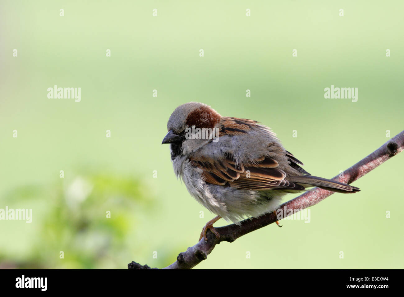 Homme moineau domestique (Passer domesticus) Banque D'Images