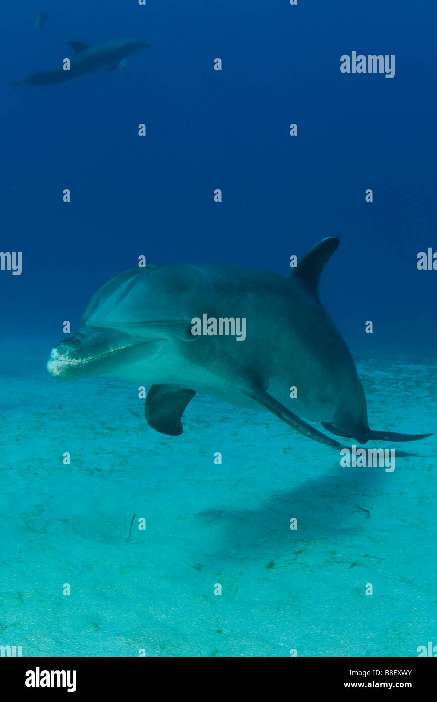 Grand dauphin Tursiops truncatus Mer des Caraïbes Honduras Banque D'Images