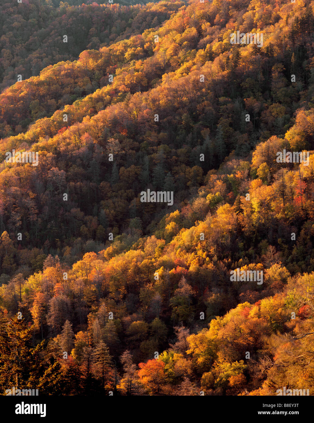 VerticalNORTH - Caroline la couleur de l'automne le long de Newfound Gap Road dans le Great Smoky Mountains National Park. Banque D'Images